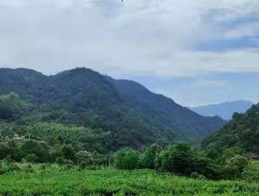 湖北热博RB88集团英山有机茶厂
